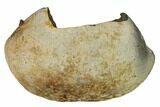 Fossil Whale Ear Bone - Miocene #144914-1